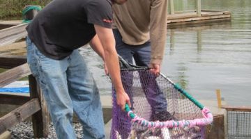 Zeb Woodbury and friend fish alewives out of Seven Mile Stream