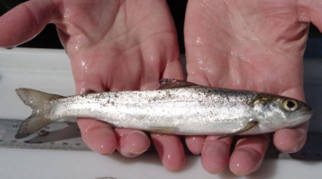 Atlantic salmon smolt - a silvery fish about seven inches long