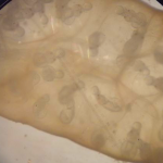 Squid eggs under the microscope