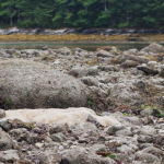 pinkish mat of squid eggs on rocky intertidal zone