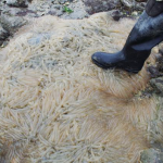 A black boot on a mass of squid fingers on a rock.