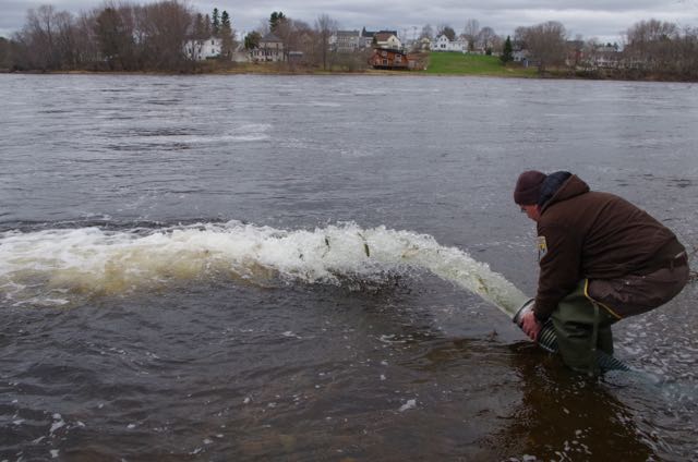 photo of the gushing smolt hose