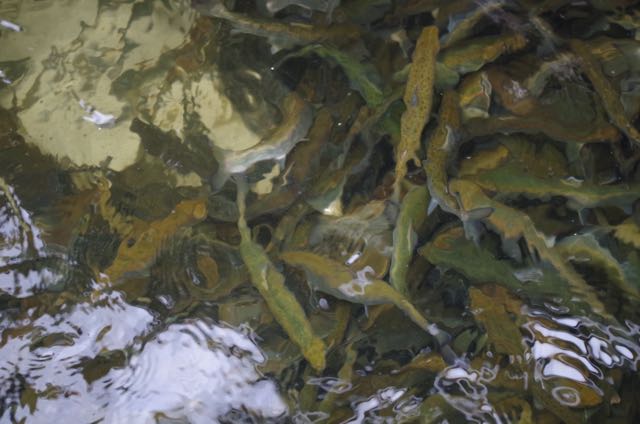 salmon smolts at the bottom of a tank truck