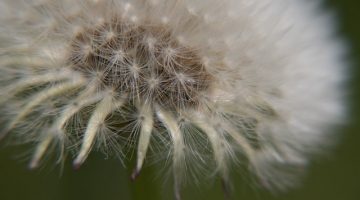 Dandelion gone to seed