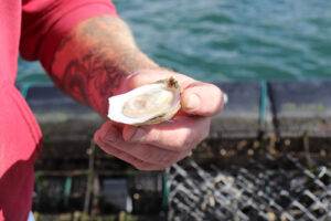 A hand holding an oyster on the half shell with water in the background