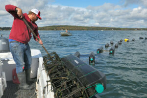An oyster farmer lifts black cages out of the ocean, with more cages floating on the surface of the water in the background