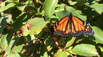 monarch butterfly