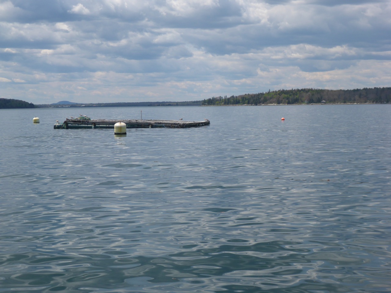 on the water view of a mussel raft in a bay with land in the background