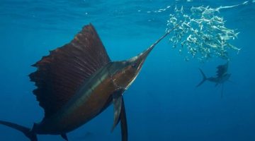 Sailfish hunting sardines in the open ocean off the coast of Mexico