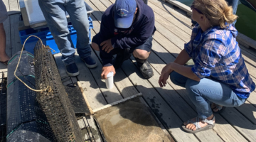 people on a dock looking at clam nursery equipment