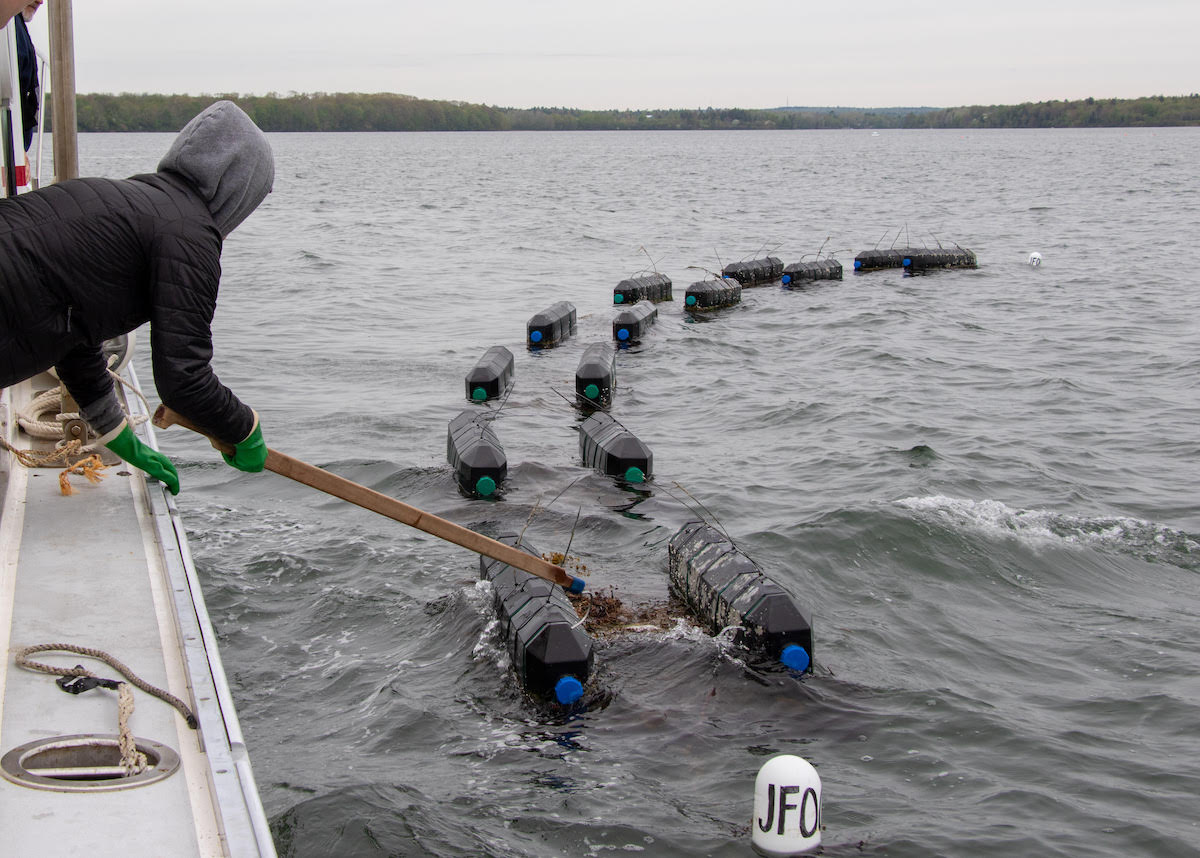 person tending aquaculture cages from a boat