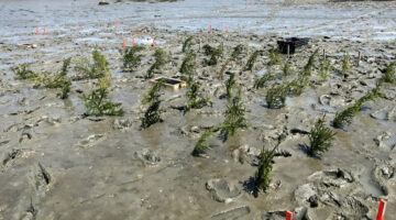 Spruce brush placed in a 22 x 14 foot plot
