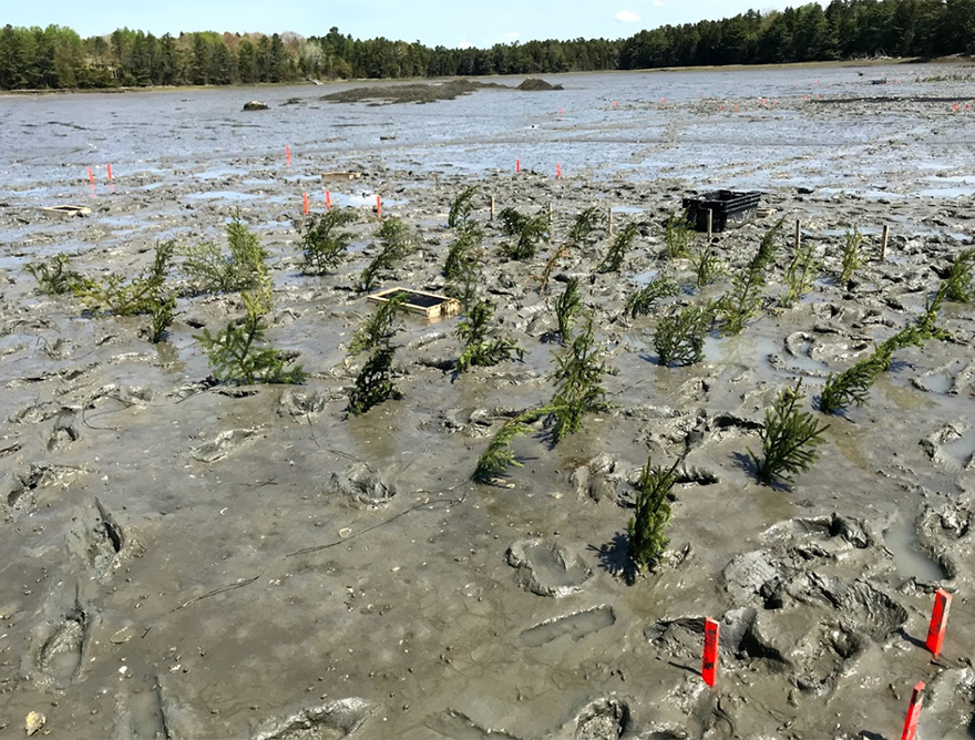 Spruce brush placed in a 22 x 14 foot plot