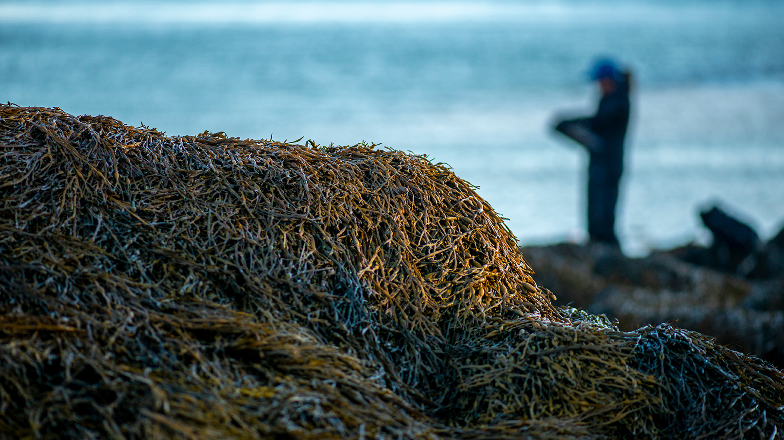 Close up of rockweed