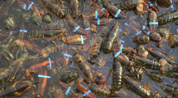 Dozens of American Lobsters in the water with their claws banded