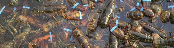Dozens of American Lobsters in the water with their claws banded