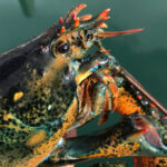 lobster close up on head