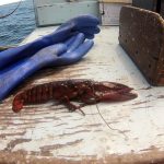 lobster next to a pair of gloves on a worn painted wooden surface