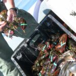 banded lobster in a plastic crate