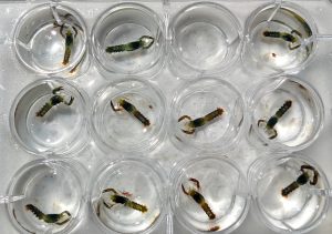 Larval lobsters in collection wells