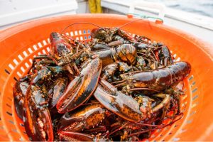 Image of American lobster in a bucket