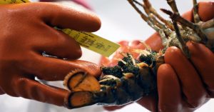 Female lobster with eggs being measured