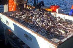 Table on a boat full of fish