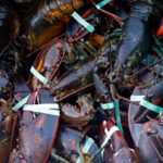 A crate of lobsters is seen at Cape Porpoise, Saturday, Aug. 24, 2019, in Kennebunkport, Maine.