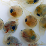 developing lobster larvae