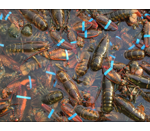 photo of many banded lobsters in shallow water