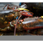 close up of banded lobster