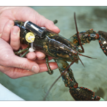 lobster with scientific equipment strapped to body