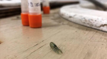 A late stage larva that was raised at the Darling Marine Center this summer