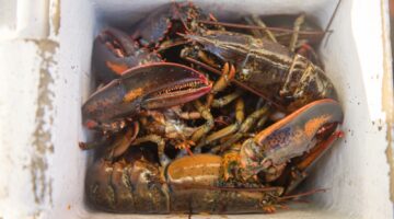lobsters in a box, decorative