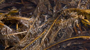 decorative photo of seaweed