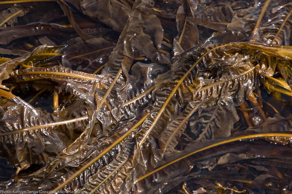 decorative photo of seaweed