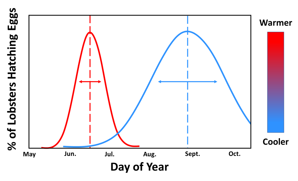a curve graph indicating time of year for lobster eggs hatching.
