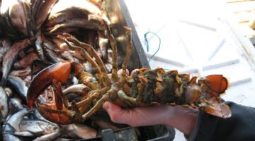 hands holding an egg-bearing female lobster