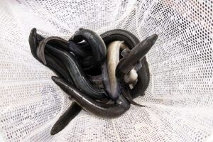 eels in the center of a white net