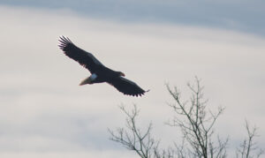 an eagle with wings spread in flight