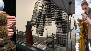 Three images in a collage. The first image contains two green urchins held in outstretched hands, captured by Kathlyn Tenga-Gonzalez. Middle image contains a person on a dock organizing hanging lantern traps with shellfish inside, captured by Dana Morse. Third image contains a young person holding large dark-green seaweed on a boat for a class trip, captured by Kathlyn Tenga-Gonzalez.