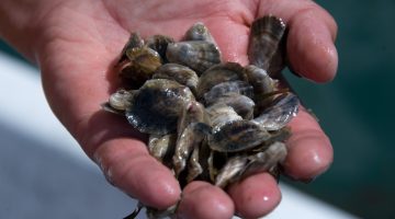 hand holding small oysters