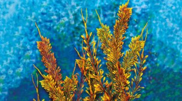 Rockweed press by John Ewen