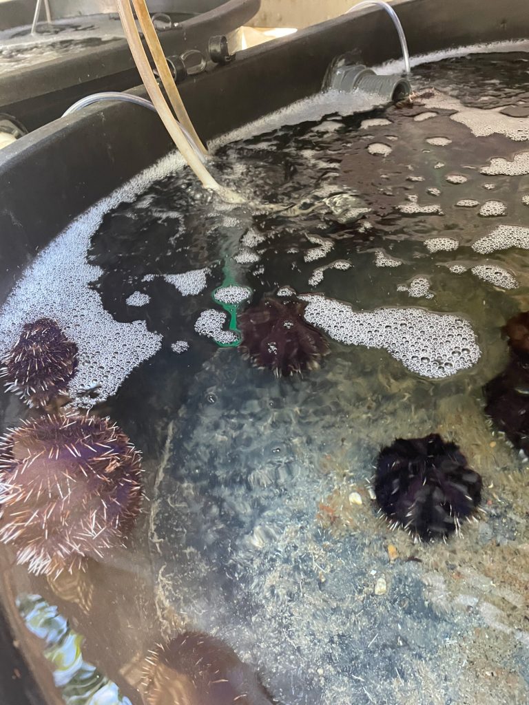 Sea urchins in a tank are part of an ongoing research study at Hawai'i Institute for Marine Biology on Coconut Island.