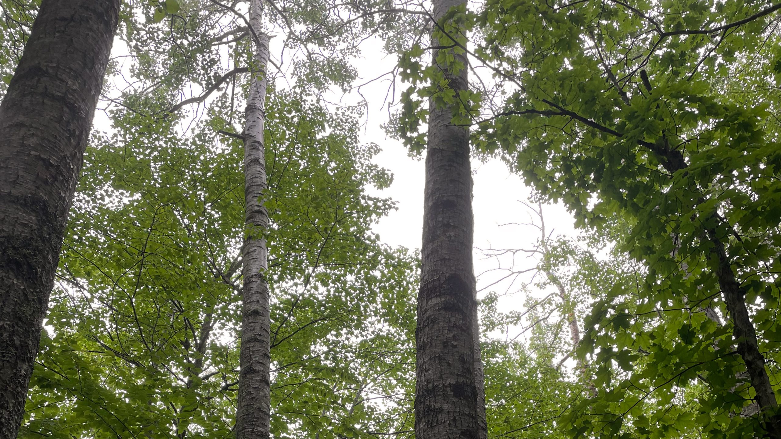 looking up at leafy trees and an overcast sky