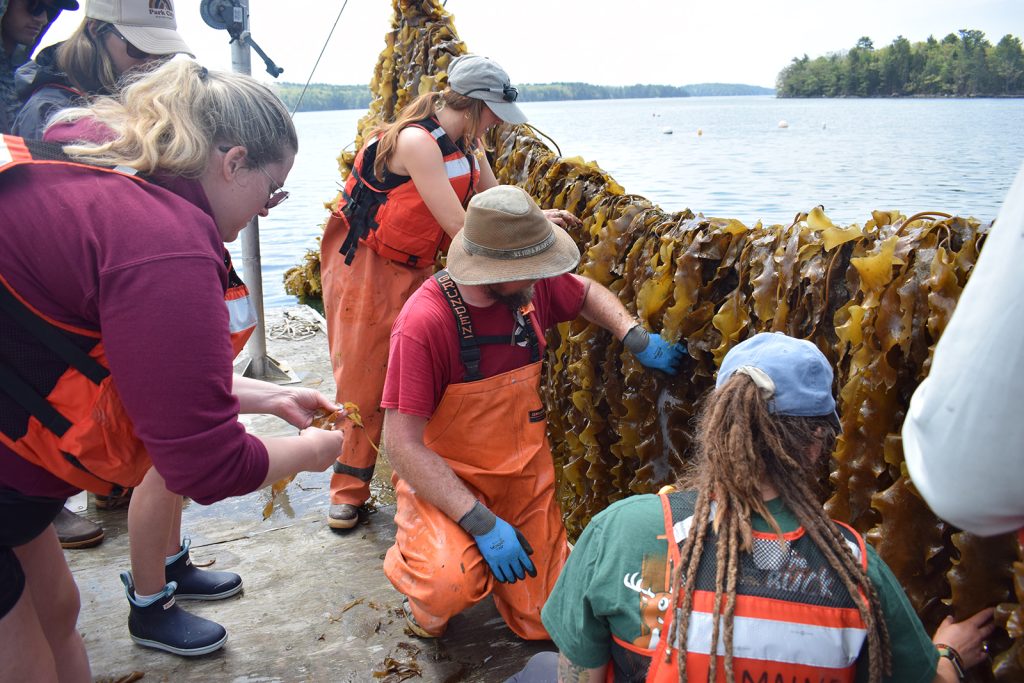A group of people stand on a workboat in front of a long sheet of seaweed hanging in the air.
