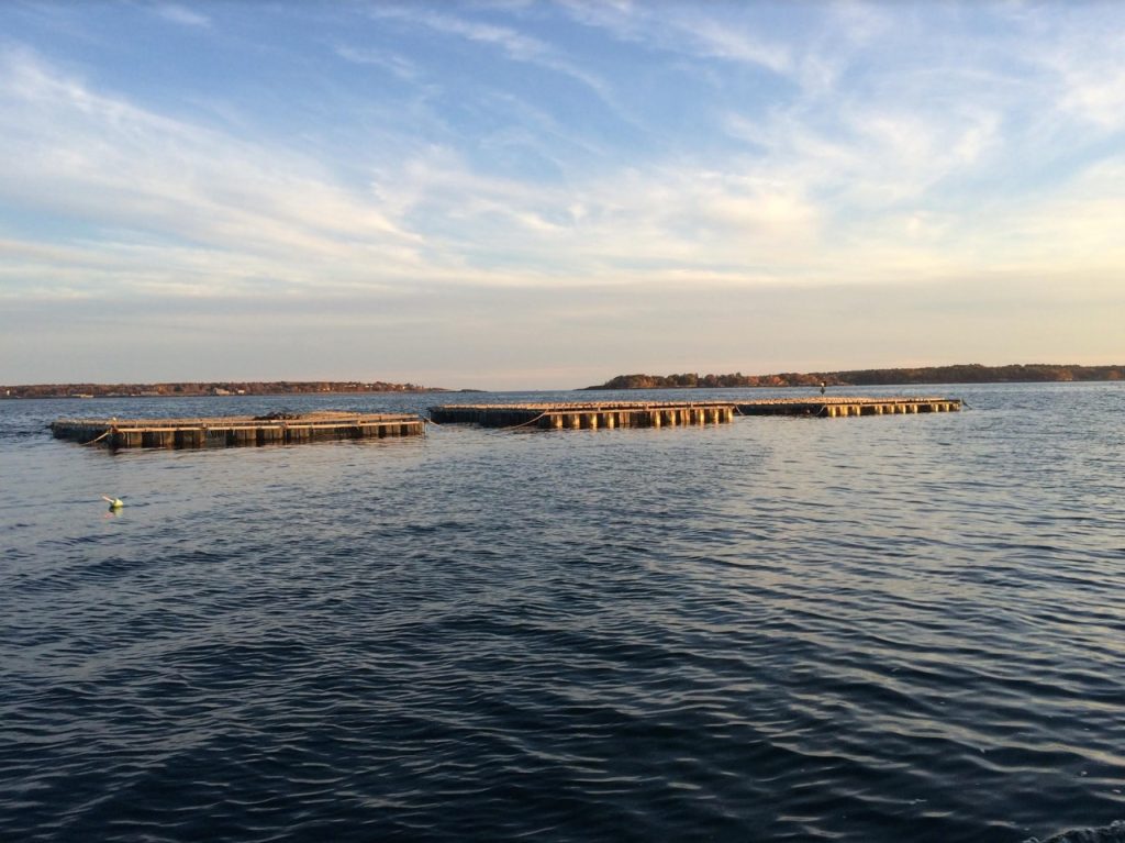 The sun sets on the calm ocean, and a mussel farm floats in the middle of it.
