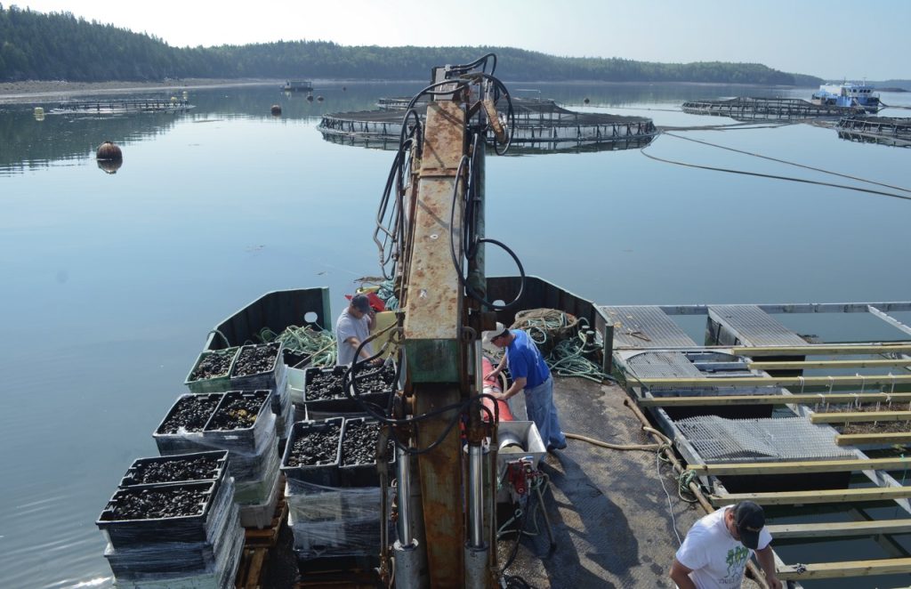 A barge like vessel with a mechanical arm hoists up mussels as workers sort them into plastic crates. Salmon pens float in the background.