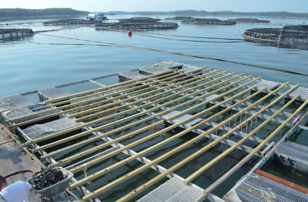 A mussel raft floats on the water amongst the pens of a salmon farm. Rolling hills surround the bay