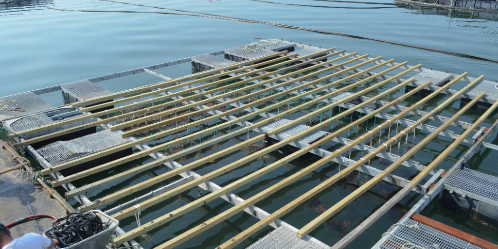 A mussel raft floats on the water amongst the pens of a salmon farm. Rolling hills surround the bay
